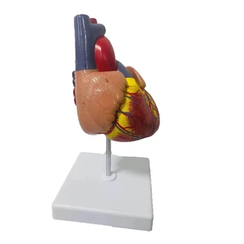 1:1 em tamanho natural do coração humano, anatomia modelo de ensino médico aids